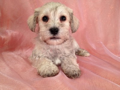 Male Wheaten colored Schnoodle Puppy for sale #6 Ready December 2012|Have a Schnoodle Puppy delivered to Newark, New Jersey this year for Christmas 3